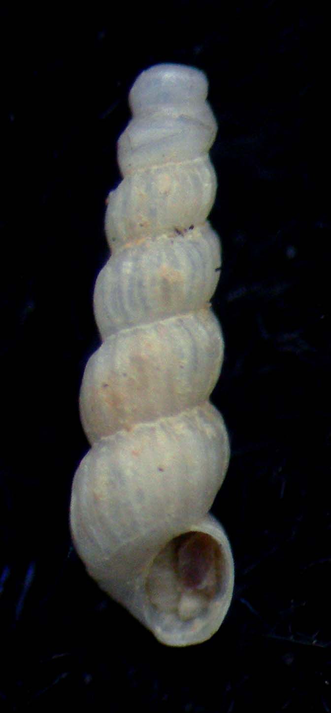 cioniscus striatus